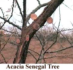 Acacia Tree