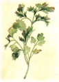parsley