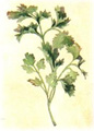 parsley
