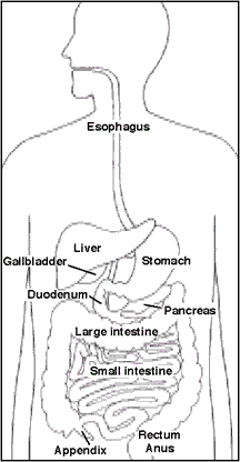 The GI Tract