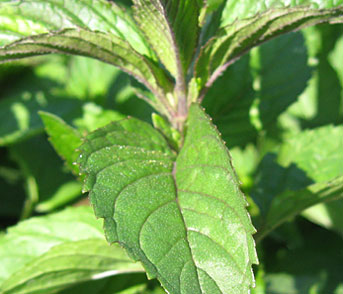 Peppermint Tummy Tea Leaf Close Up
