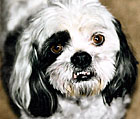 Sammy